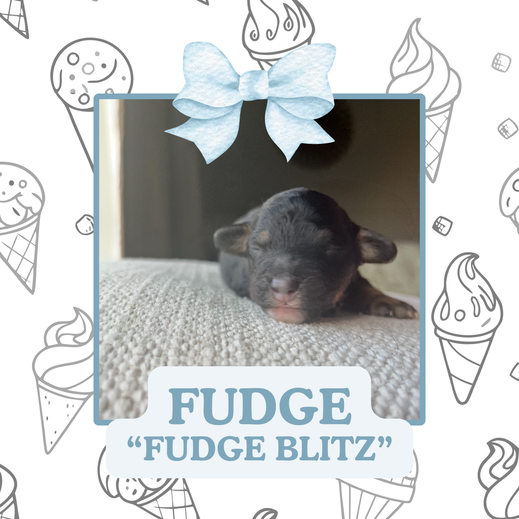 FUDGE BLITZ