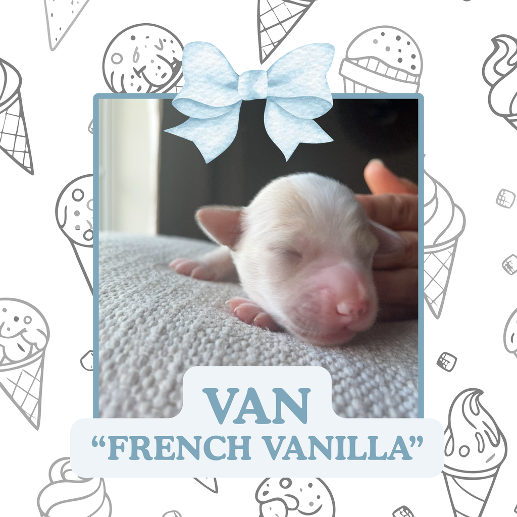 FRENCH VANILLA
