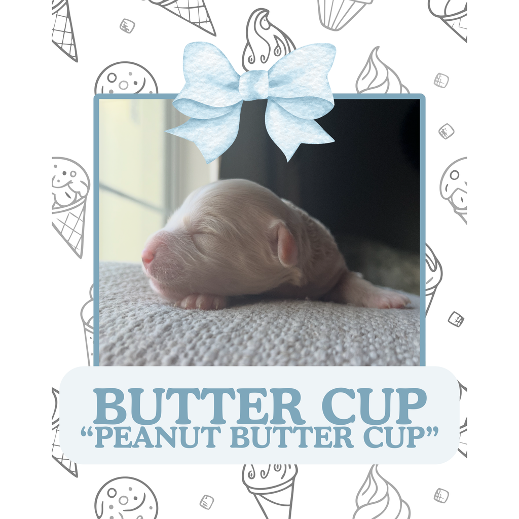 BUTTER CUP