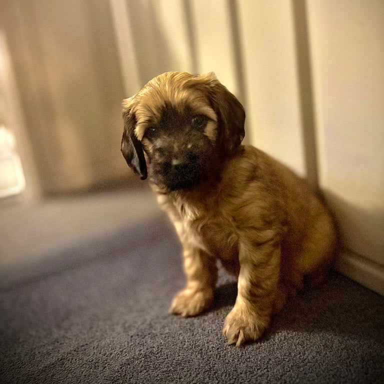Golden Doodle Mini Puppy Female Brown and Black Cape Coral FL 