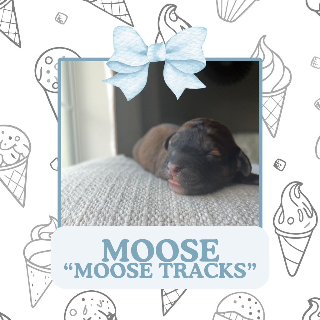 MOOSE TRACKS