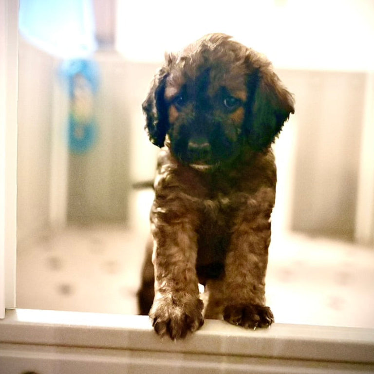 Mini Golden Doodle Male Puppy Brown Multi colored Cape Coral FL