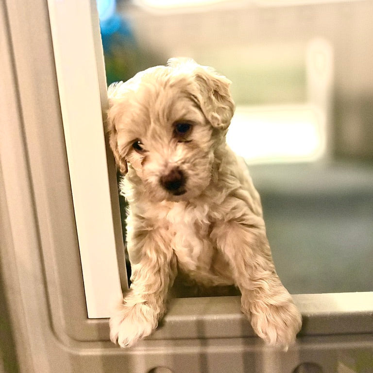 Mini Golden Doodle Male Puppy Cape Coral FL