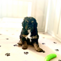Golden Doodle Puppy Black Multicolored  Cape Coral Florida